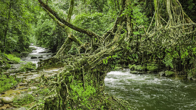 Travel Meghalaya