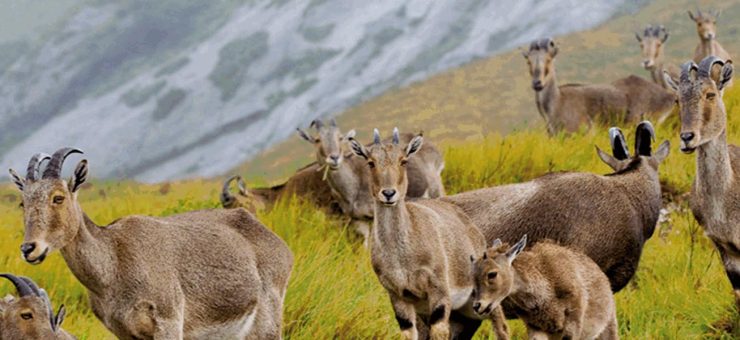 Indian Wildlife Sanctuaries