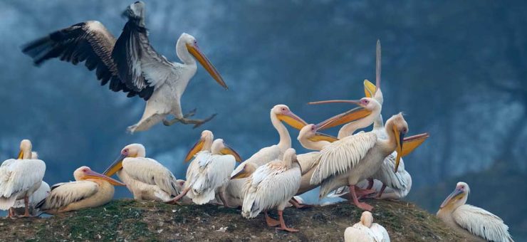 Mudumalai and Bharatpur Sanctuary