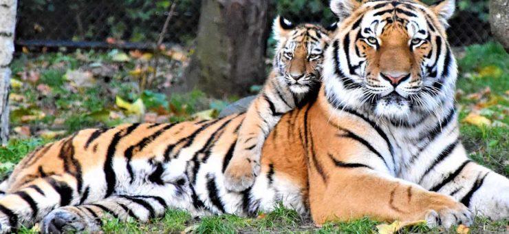 Kanha and Bandhavgarh National Park