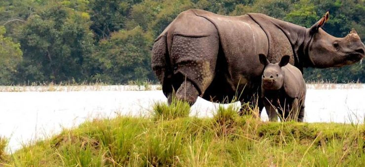 Kaziranga National Park