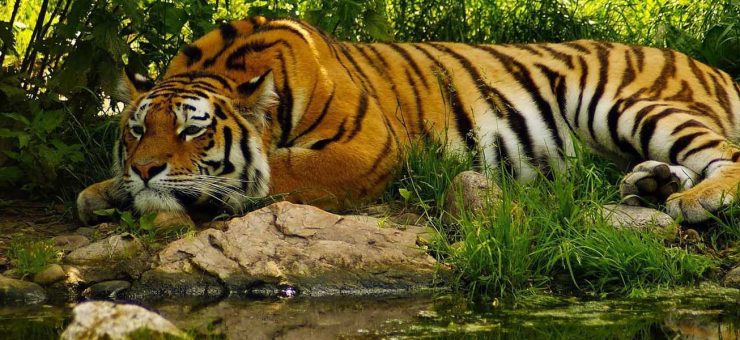 Sariska Tiger Reserve