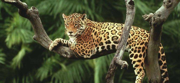 Sundarbans and Ranthambore National Park