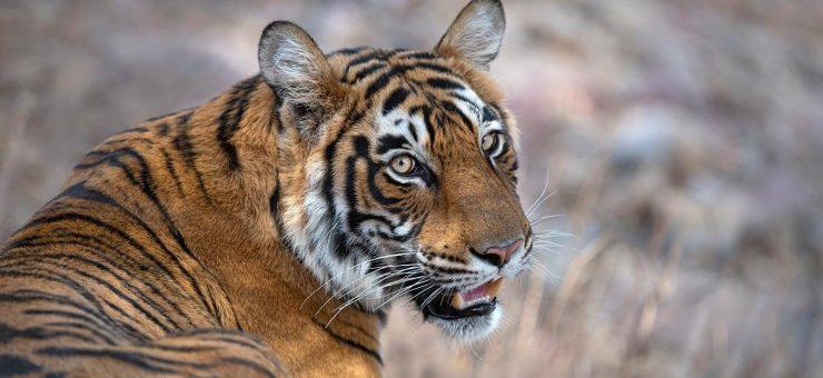 Jim Corbett and Dudhwa National Park